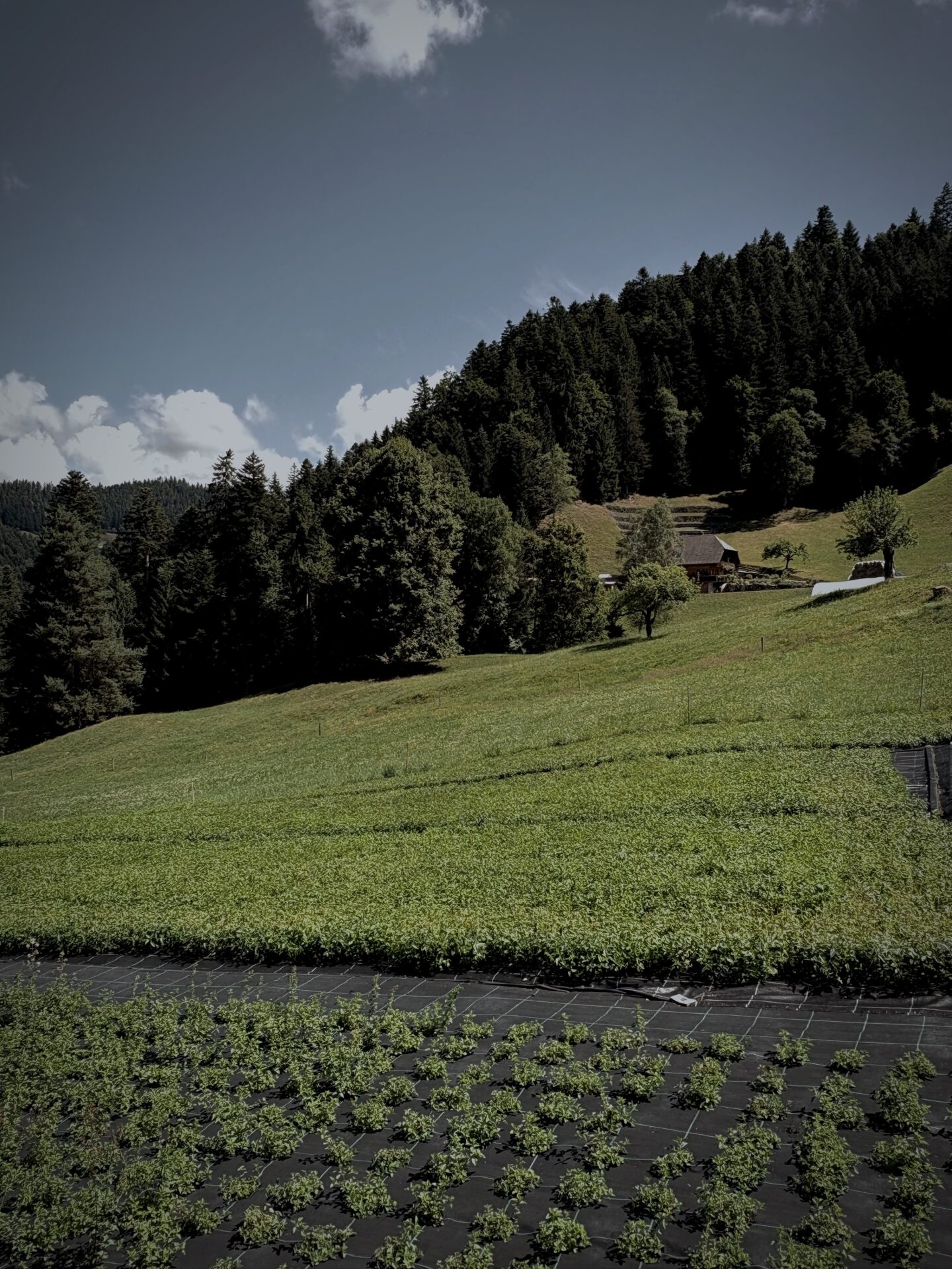 Kräuteranbau_Emmental