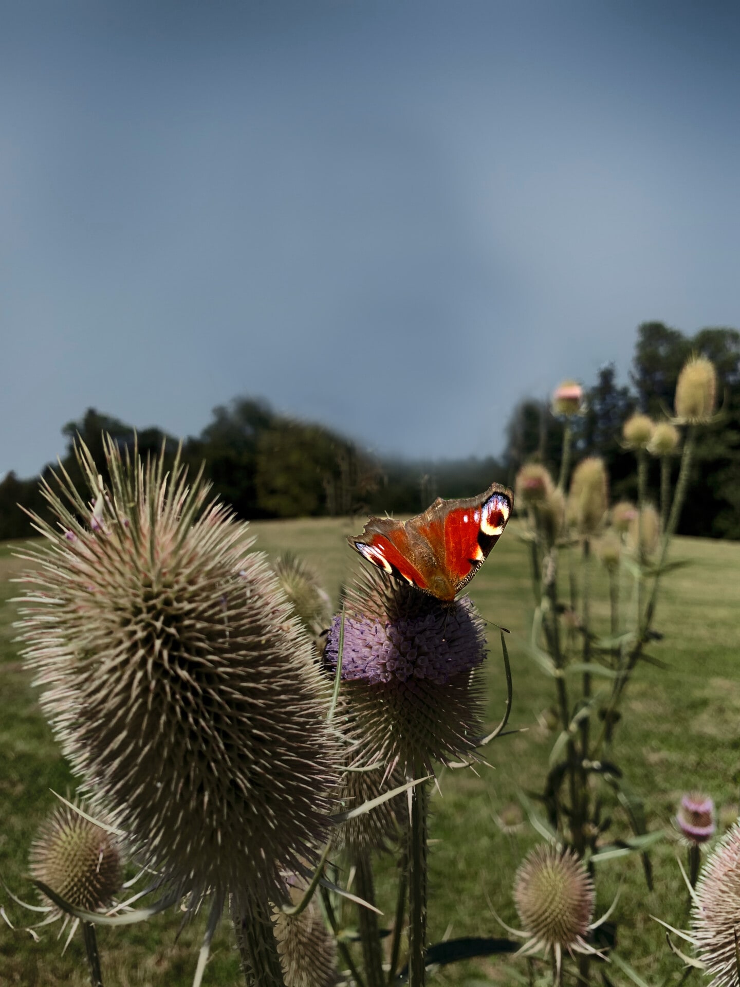 Biodiversität Natur Pflanzen Schmetterling auf Wilder Karde