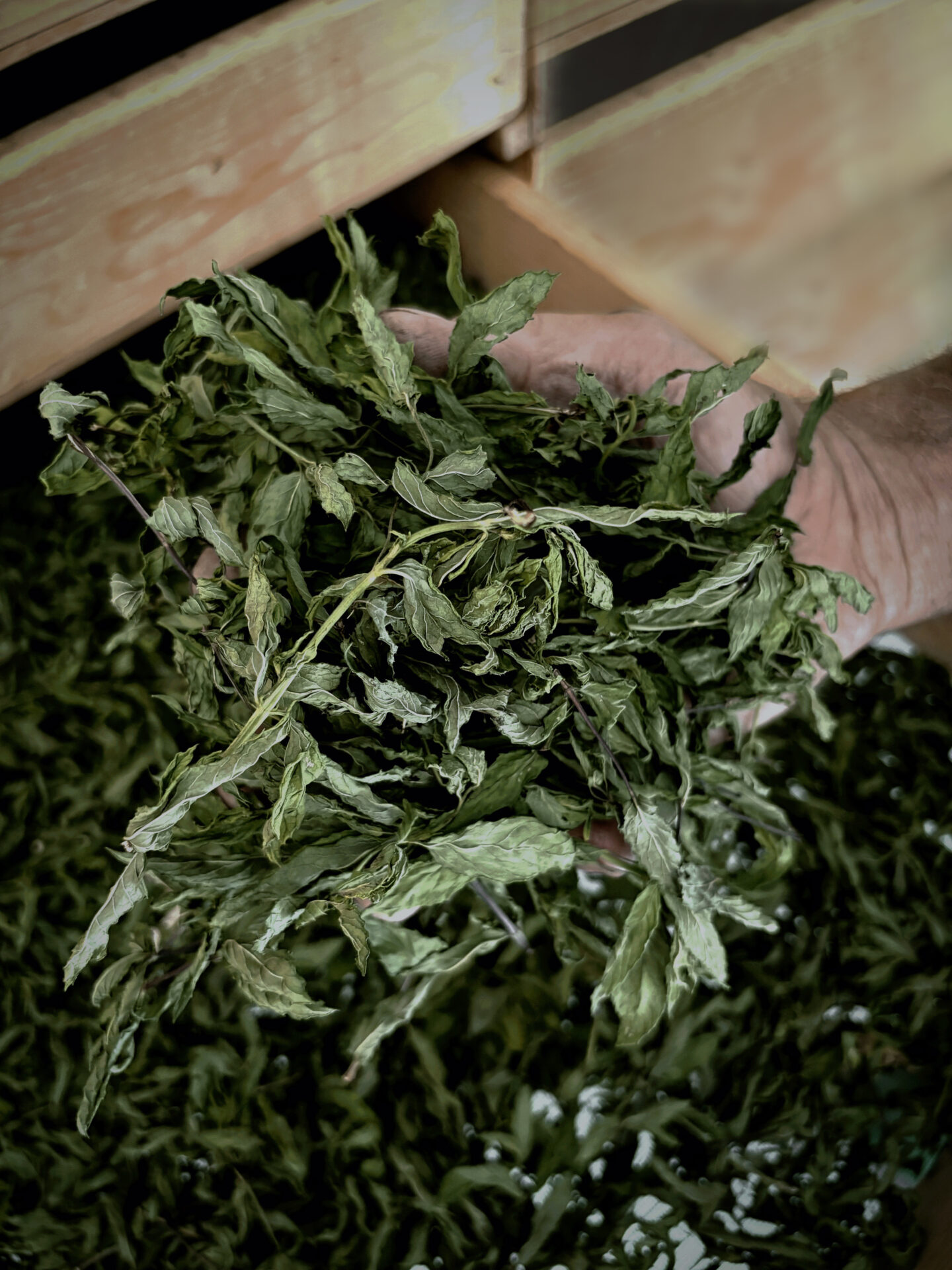 Tee_Kräuter_Verveine_getrocknet
