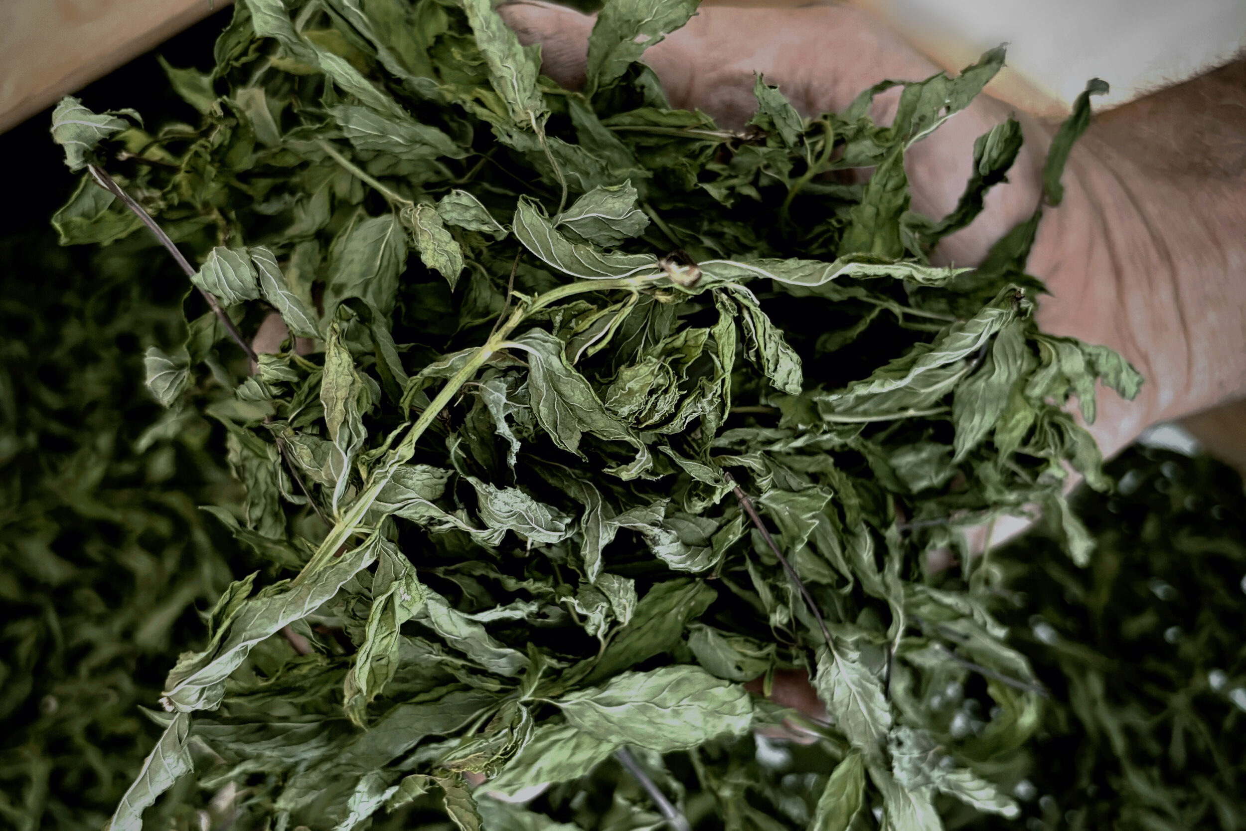 Tee_Kräuter_Verveine_getrocknet