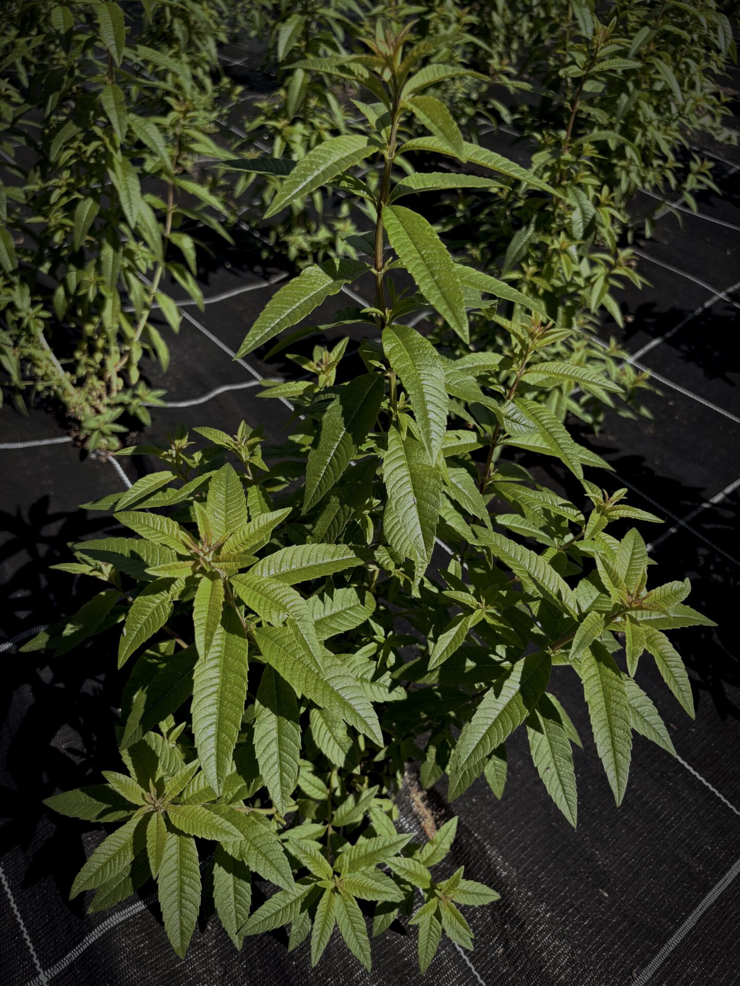 Tee_Verveine_Frisch